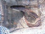 A 7.2kg Long finned Eel captured by commercial Eel trapper Kev Greenhalgh, Kev trapped over 3 tonnes of Eel in just under 3 months at Lake Lenthall. Eels can devour literally thousands of fingerlings.