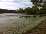 The junction of Logbridge & Doongul Creeks ( note the snags in this shot are the kind of submerged structure which is dominate all over Lake Lenthall hence the 6 knot speed limit.)
